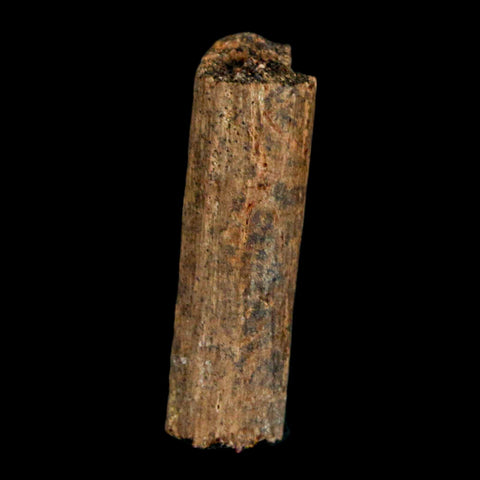 1.2" Hadrosaur Dinosaur Tendon Fossil Lance Creek FM Cretaceous WY COA Display - Fossil Age Minerals