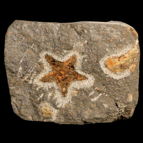 25MM Brittle Star Petraster Starfish Fossil Ordovician Age Blekus Morocco COA - Fossil Age Minerals