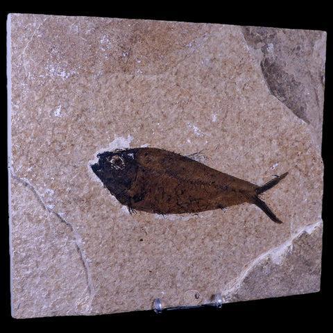 5.3" Diplomystus Dentatus Fossil Fish Green River FM WY Eocene Age COA, Stand - Fossil Age Minerals