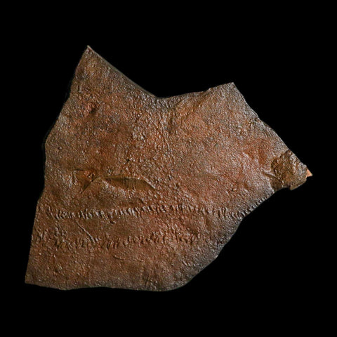 5.9" Trilobite Trackway Cruziana Plate Fossil Ordovician Age Ouzina Morocco - Fossil Age Minerals
