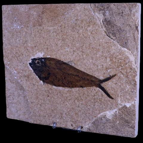 5.3" Diplomystus Dentatus Fossil Fish Green River FM WY Eocene Age COA, Stand - Fossil Age Minerals