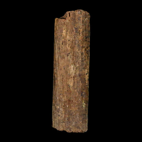 1.2" Hadrosaur Dinosaur Tendon Fossil Lance Creek FM Cretaceous WY COA Display - Fossil Age Minerals