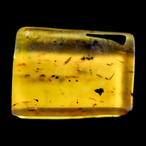 Burmese Insect Amber Hymenoptera Wasp Bee Fossil Cretaceous Dinosaur Age - Fossil Age Minerals