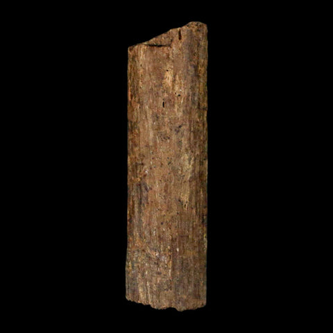 1.2" Hadrosaur Dinosaur Tendon Fossil Lance Creek FM Cretaceous WY COA Display - Fossil Age Minerals