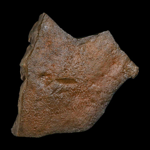 5.9" Trilobite Trackway Cruziana Plate Fossil Ordovician Age Ouzina Morocco - Fossil Age Minerals