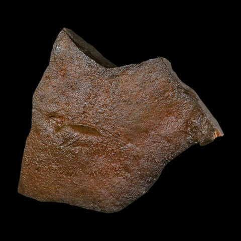 5.9" Trilobite Trackway Cruziana Plate Fossil Ordovician Age Ouzina Morocco - Fossil Age Minerals