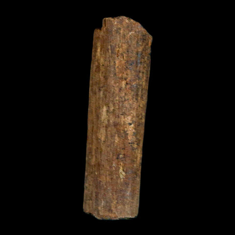 1.2" Hadrosaur Dinosaur Tendon Fossil Lance Creek FM Cretaceous WY COA Display - Fossil Age Minerals
