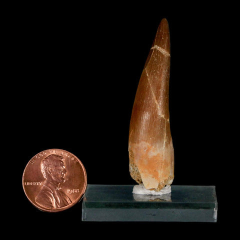 XL 2" Plesiosaur Zarafasaura Tooth Fossil Cretaceous Dinosaur Era COA, Stand