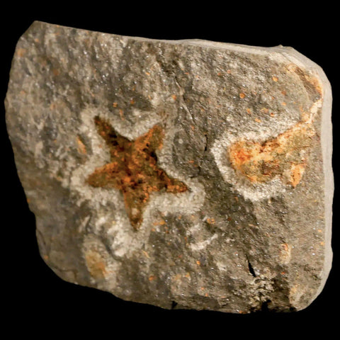 25MM Brittle Star Petraster Starfish Fossil Ordovician Age Blekus Morocco COA - Fossil Age Minerals