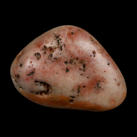 1.4" Sauropod Dinosaur Stomach Stone Gastrolith Rock Gizzard Stone COA - Fossil Age Minerals