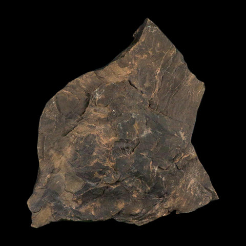 5.9" Trilobite Trackway Cruziana Plate Fossil Ordovician Age Ouzina Morocco - Fossil Age Minerals