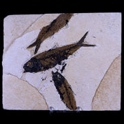 3 Three Knightia Eocaena Fossil Fish Green River FM WY Eocene Age COA & Stand