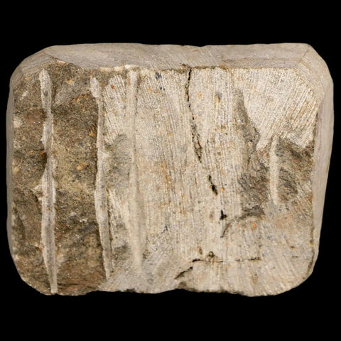 25MM Brittle Star Petraster Starfish Fossil Ordovician Age Blekus Morocco COA - Fossil Age Minerals