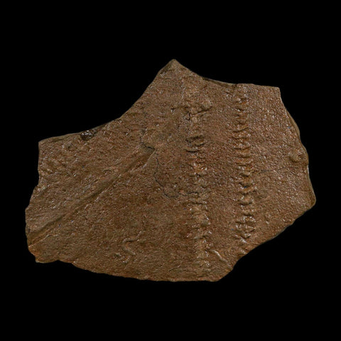 4.5" Trilobite Trackway Cruziana Plate Fossil Ordovician Age Ouzina Morocco - Fossil Age Minerals