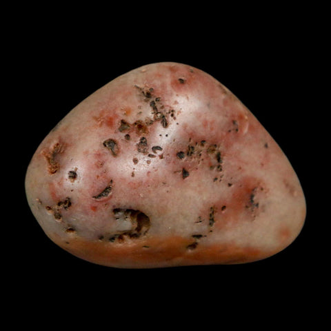 1.4" Sauropod Dinosaur Stomach Stone Gastrolith Rock Gizzard Stone COA - Fossil Age Minerals