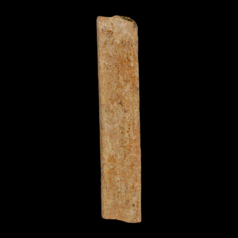 2.2" Hadrosaur Dinosaur Tendon Fossil Lance Creek FM Cretaceous Wyoming COA - Fossil Age Minerals