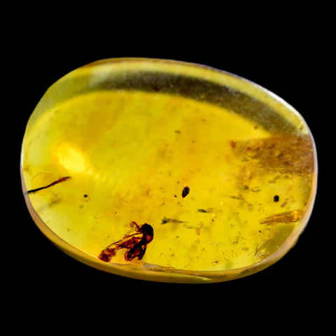 Burmese Insect Amber Cock Roach Fossil Cretaceous Bermite Dinosaur Age - Fossil Age Minerals