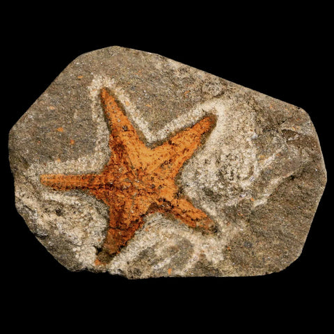35MM Brittlestar Petraster Starfish Fossil Ordovician Age Blekus Morocco COA - Fossil Age Minerals