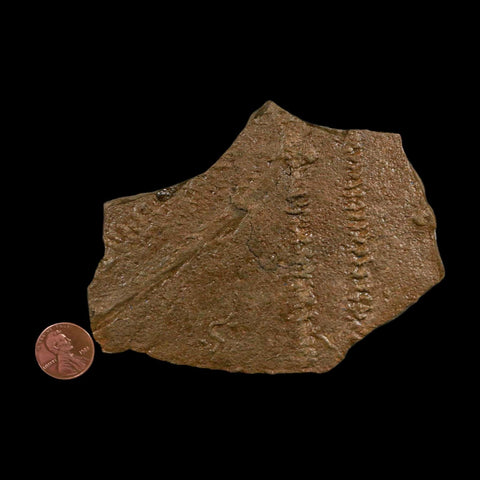 4.5" Trilobite Trackway Cruziana Plate Fossil Ordovician Age Ouzina Morocco - Fossil Age Minerals