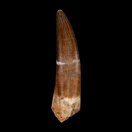 XXL 2.5" Plesiosaur Zarafasaura Tooth Fossil Cretaceous Dinosaur Era COA, Stand