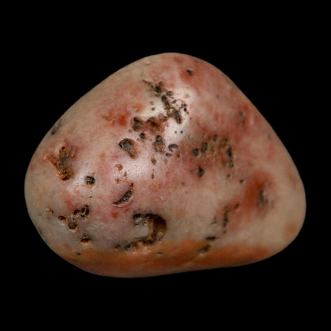 1.4" Sauropod Dinosaur Stomach Stone Gastrolith Rock Gizzard Stone COA - Fossil Age Minerals