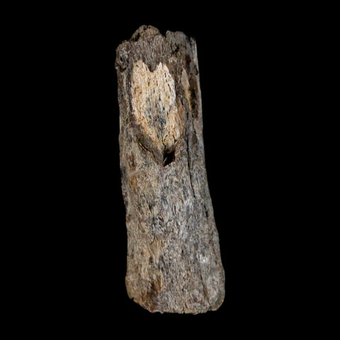 1.8" Stegosaurus Fossil Vertebrae Process Morrison FM WY Jurassic Age Dinosaur COA