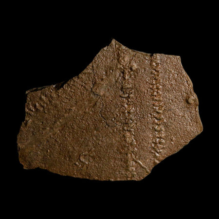 4.5" Trilobite Trackway Cruziana Plate Fossil Ordovician Age Ouzina Morocco