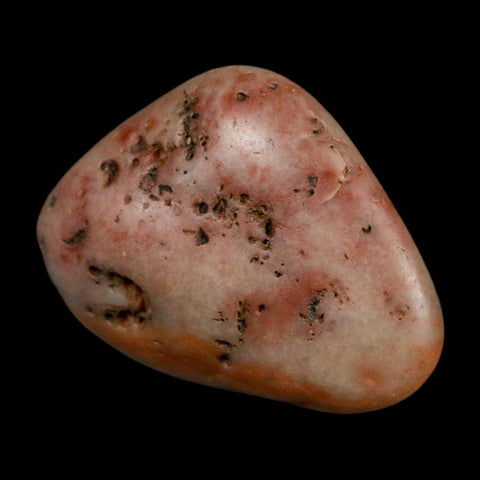 1.4" Sauropod Dinosaur Stomach Stone Gastrolith Rock Gizzard Stone COA - Fossil Age Minerals