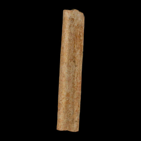 2.2" Hadrosaur Dinosaur Tendon Fossil Lance Creek FM Cretaceous Wyoming COA - Fossil Age Minerals