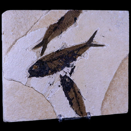 3 Three Knightia Eocaena Fossil Fish Green River FM WY Eocene Age COA & Stand