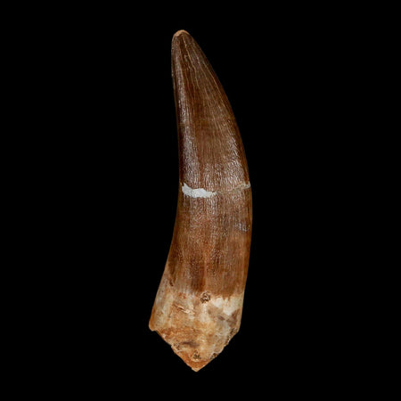 XXL 2.5" Plesiosaur Zarafasaura Tooth Fossil Cretaceous Dinosaur Era COA, Stand