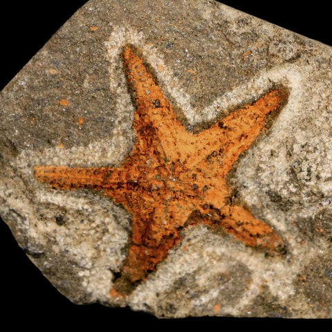 35MM Brittlestar Petraster Starfish Fossil Ordovician Age Blekus Morocco COA - Fossil Age Minerals