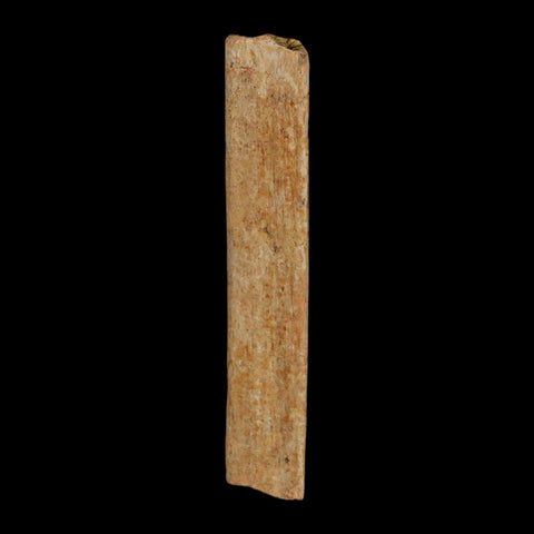 2.2" Hadrosaur Dinosaur Tendon Fossil Lance Creek FM Cretaceous Wyoming COA - Fossil Age Minerals