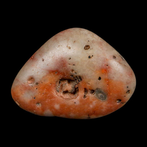 1.4" Sauropod Dinosaur Stomach Stone Gastrolith Rock Gizzard Stone COA - Fossil Age Minerals