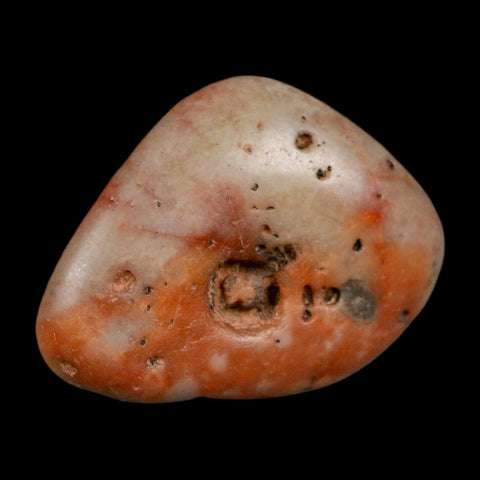 1.4" Sauropod Dinosaur Stomach Stone Gastrolith Rock Gizzard Stone COA - Fossil Age Minerals