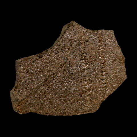 4.5" Trilobite Trackway Cruziana Plate Fossil Ordovician Age Ouzina Morocco - Fossil Age Minerals