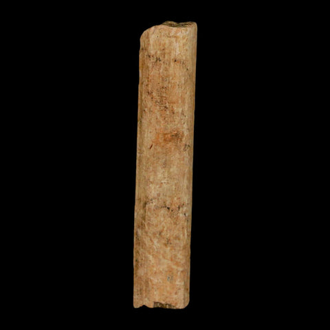 2.2" Hadrosaur Dinosaur Tendon Fossil Lance Creek FM Cretaceous Wyoming COA - Fossil Age Minerals