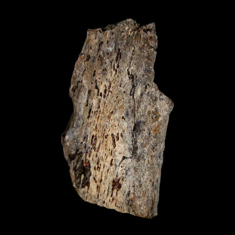 1.8" Stegosaurus Fossil Vertebrae Process Morrison FM WY Jurassic Age Dinosaur COA