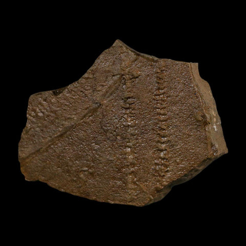 4.5" Trilobite Trackway Cruziana Plate Fossil Ordovician Age Ouzina Morocco - Fossil Age Minerals