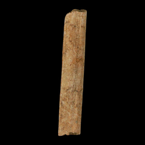 2.2" Hadrosaur Dinosaur Tendon Fossil Lance Creek FM Cretaceous Wyoming COA - Fossil Age Minerals