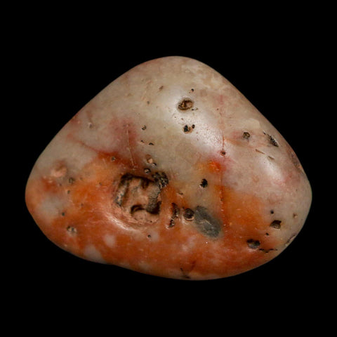 1.4" Sauropod Dinosaur Stomach Stone Gastrolith Rock Gizzard Stone COA - Fossil Age Minerals