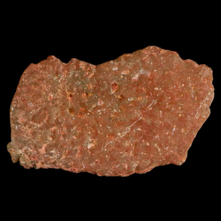 0.7" Megaloolithus Titanosaur Dinosaur Fossil Egg Shell Bouches Du Rhone France Display