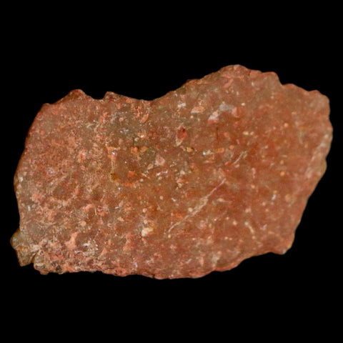 0.7" Megaloolithus Titanosaur Dinosaur Fossil Egg Shell Bouches Du Rhone France Display - Fossil Age Minerals