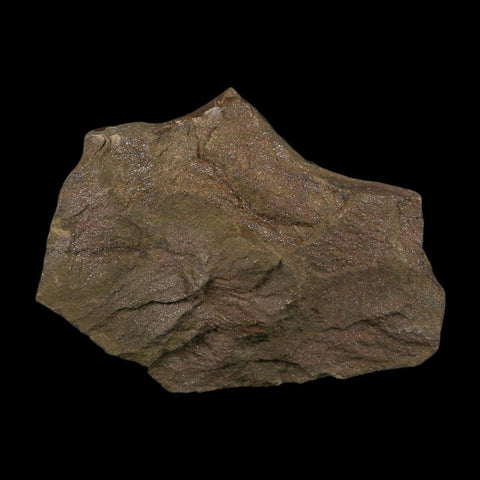 4.5" Trilobite Trackway Cruziana Plate Fossil Ordovician Age Ouzina Morocco - Fossil Age Minerals