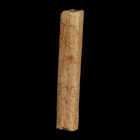 2.2" Hadrosaur Dinosaur Tendon Fossil Lance Creek FM Cretaceous Wyoming COA - Fossil Age Minerals