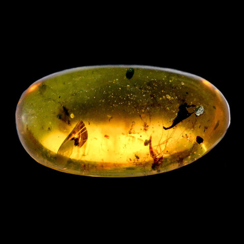 Burmese Insect Amber Diptera Mosquito Fly Fossil Cretaceous Bermite Dinosaur Age - Fossil Age Minerals