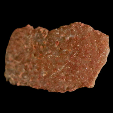 0.7" Megaloolithus Titanosaur Dinosaur Fossil Egg Shell Bouches Du Rhone France Display - Fossil Age Minerals