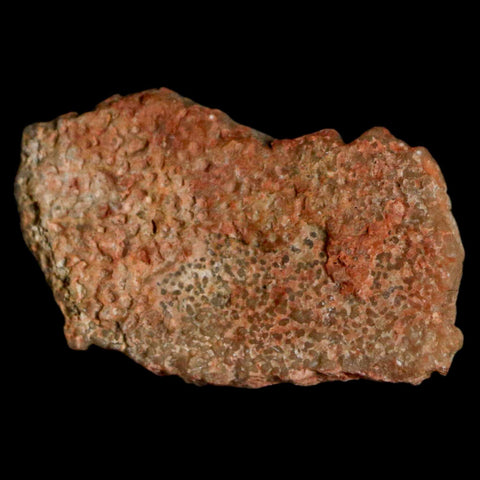 0.7" Megaloolithus Titanosaur Dinosaur Fossil Egg Shell Bouches Du Rhone France Display - Fossil Age Minerals