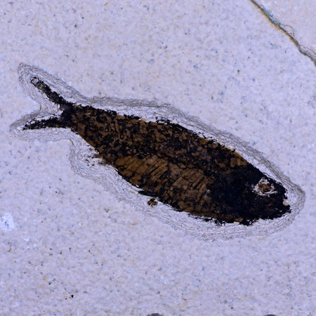 XL 4" Knightia Eocaena Fossil Fish Green River FM WY Eocene Age COA & Stand