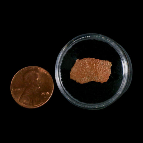 0.7" Megaloolithus Titanosaur Dinosaur Fossil Egg Shell Bouches Du Rhone France Display - Fossil Age Minerals